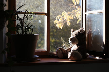 brown bear plush toy on brown wooden window frame with glass windows thumbnail