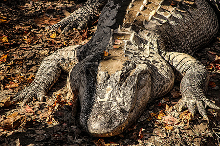 American Alligator, Alligator thumbnail