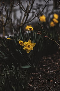 yellow flowers with green leaves thumbnail