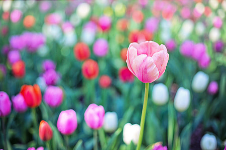 pink tulip flower in closeup photo thumbnail