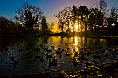 flock of ducks dipped in body of water thumbnail