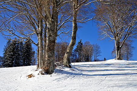 withered brown trees and snow field thumbnail