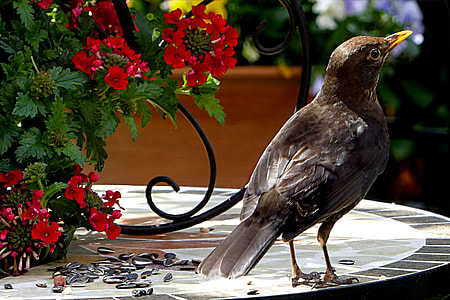 brown bird on round beige plate thumbnail