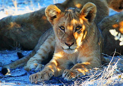 lioness reclining on ground thumbnail