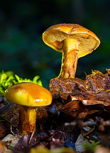 shallow focus photography of mushrooms thumbnail