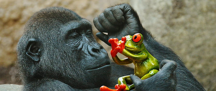 black monkey holding green frog thumbnail