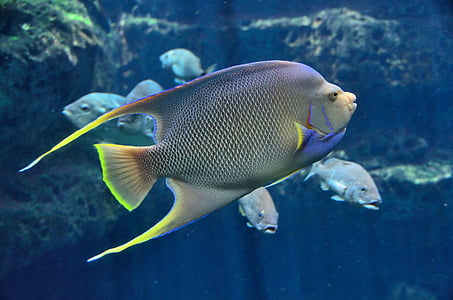 gray and green surgeon fish thumbnail