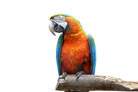 orange and blue parrot thumbnail