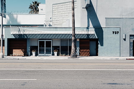 palm tree in front of grey building at daytime thumbnail