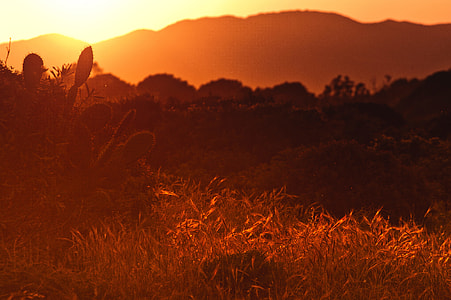 brown hays during dawn thumbnail