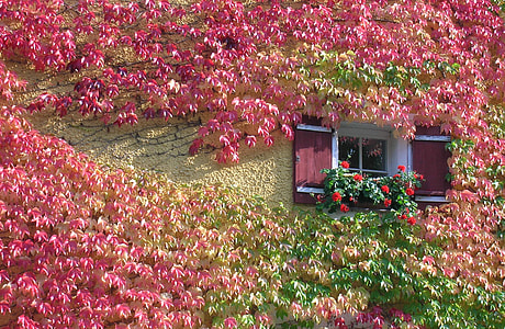 pink and green petaled flowers hanging on the side of the building thumbnail