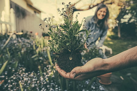 selective focus photography of person holding green leaf plant thumbnail
