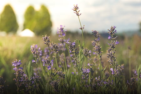 selective focus photography of purple flower in bloom thumbnail