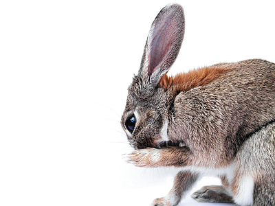 brown animal thumbnail