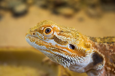 brown and yellow lizard in macro shot thumbnail