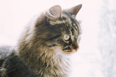 Winter cat thumbnail