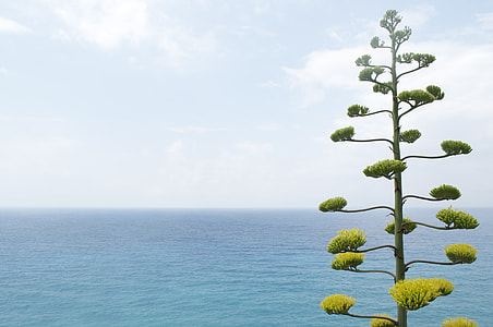 green leaf tree near body of water under white clouds thumbnail