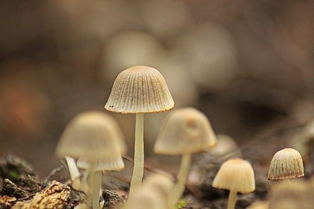 selective focus photo of mushrooms thumbnail