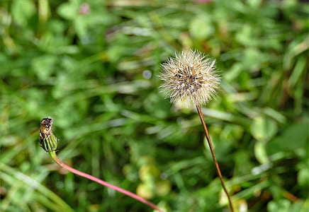 shallow focus photography of dandelion thumbnail