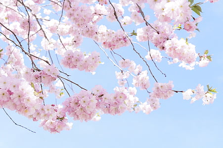low-angle photography of pink cherry blossoms thumbnail