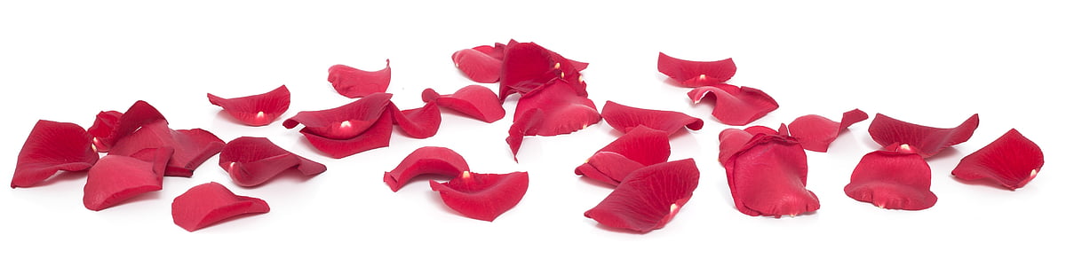 red flower petals on white surface thumbnail