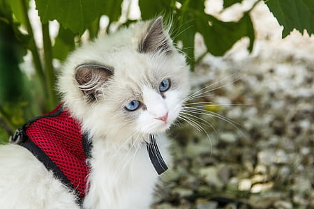 white Persian cat near green plant outdoors thumbnail