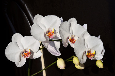 close-up photo of white petaled flowers thumbnail