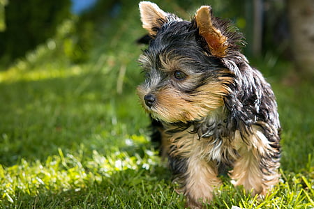 shallow focus photography of black and brown Yorkshire terrier puppy standing on grass lawn during day thumbnail
