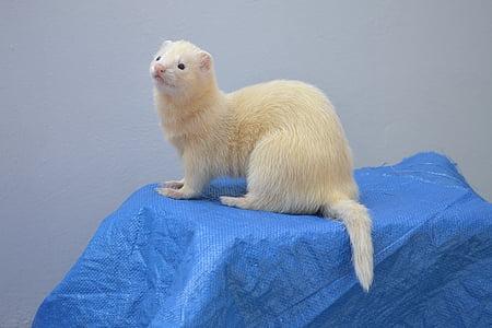 beige and white ferret thumbnail