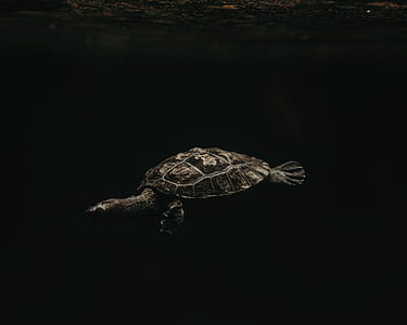 swimming sea turtle thumbnail