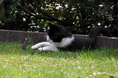 black and white cat lying in front of mouse thumbnail