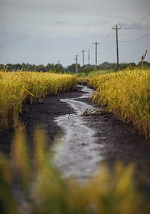 Pathway Surrounded by Yellow Grass thumbnail