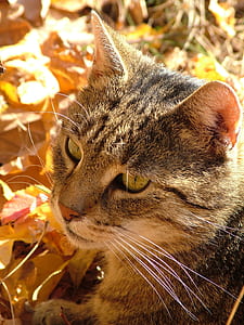 close up photography of black tabby cat sitting on ground thumbnail