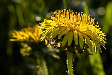selective focus photo of yellow dandelion flowers thumbnail