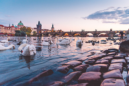Beautiful Sunset Panorama with Swans and Charles Bridge in Prague thumbnail
