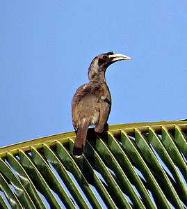Indian Grey Hornbill, Ocyceros Birostris thumbnail