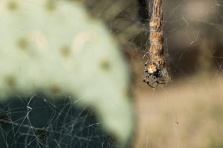 shallow focus photo of brown orb weaver spider thumbnail