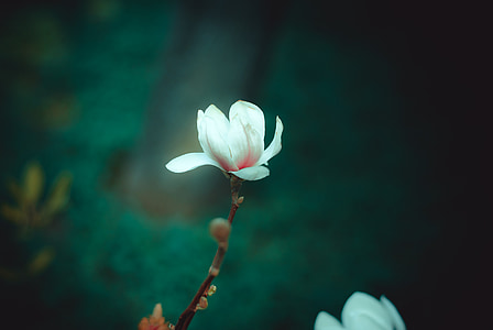 white magnolia flower in bloom at daytime thumbnail