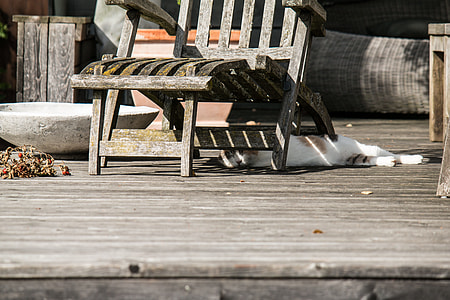 black and brown cat lying under brown wooden armchair thumbnail