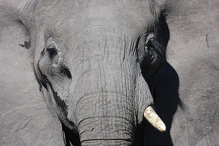 grey elephant thumbnail