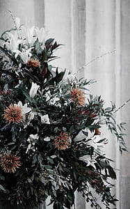 white chrysanthemum flower thumbnail