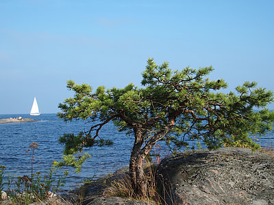 tree on rock mountain thumbnail