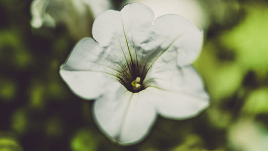 nature, petals, flower, macro thumbnail
