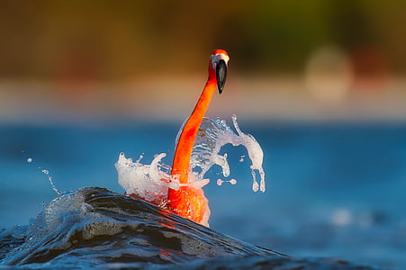 selective focus photography of orange flamingo on body of water thumbnail