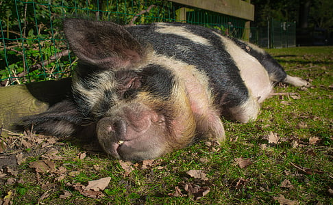 black pig lying on floor thumbnail