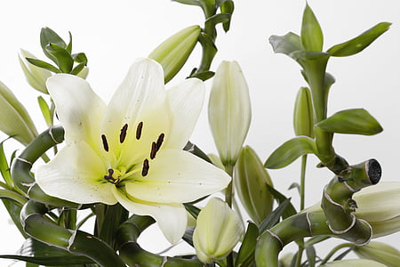 white and green flowers thumbnail