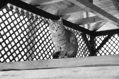 Grayscale Photography of Cat Sitting on Top of Wooden Panel thumbnail
