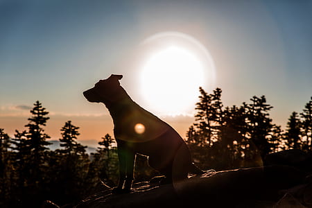 silhouette of dog sits on rock with trees beside thumbnail
