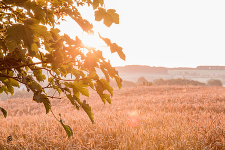 plant field during golden hour thumbnail