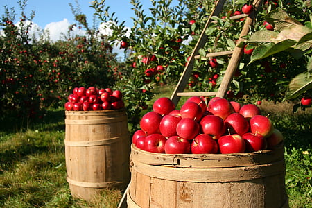 photo of red apples on brown barrel thumbnail